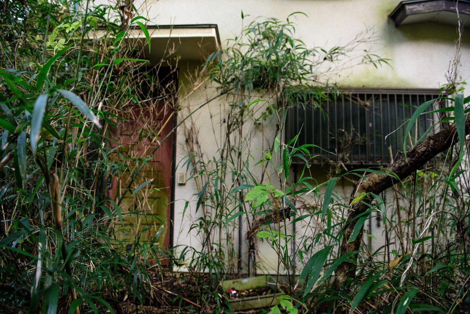 空き地の雑草が伸び放題になっていたら?市役所に頼めば刈り取ってもらえるのか