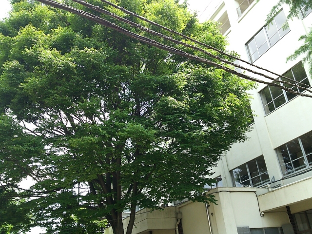 空き家が急増するのは相続放棄された不動産が増えるから？